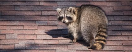 Waschbär, Marder, Holzwurm und Co: Schutz fürs Dach vor tierischen Schädlingen