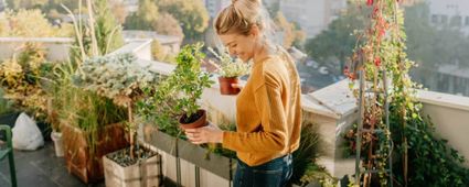 Dachterrasse: Pflanzen für Ihre Oase in luftigen Höhen