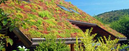Gründachaufbau: die verschiedenen Schichten bis zum grünen Dach